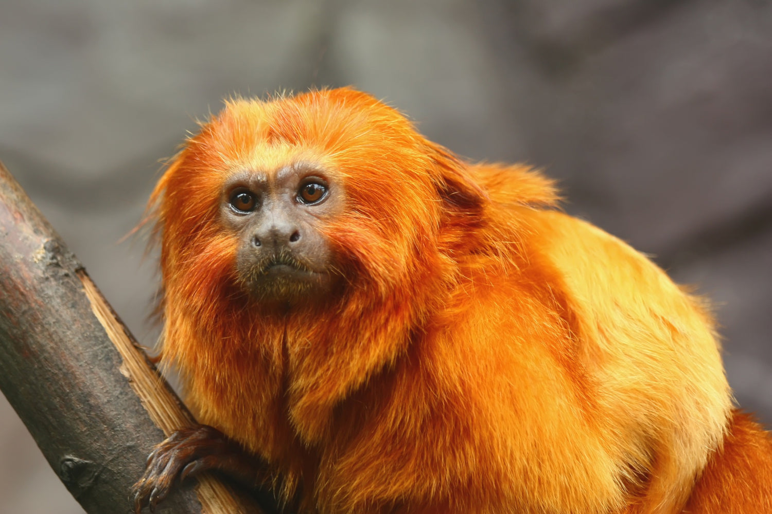 a golden lion tamarin, resembling the color of golden monkey tea leaves
