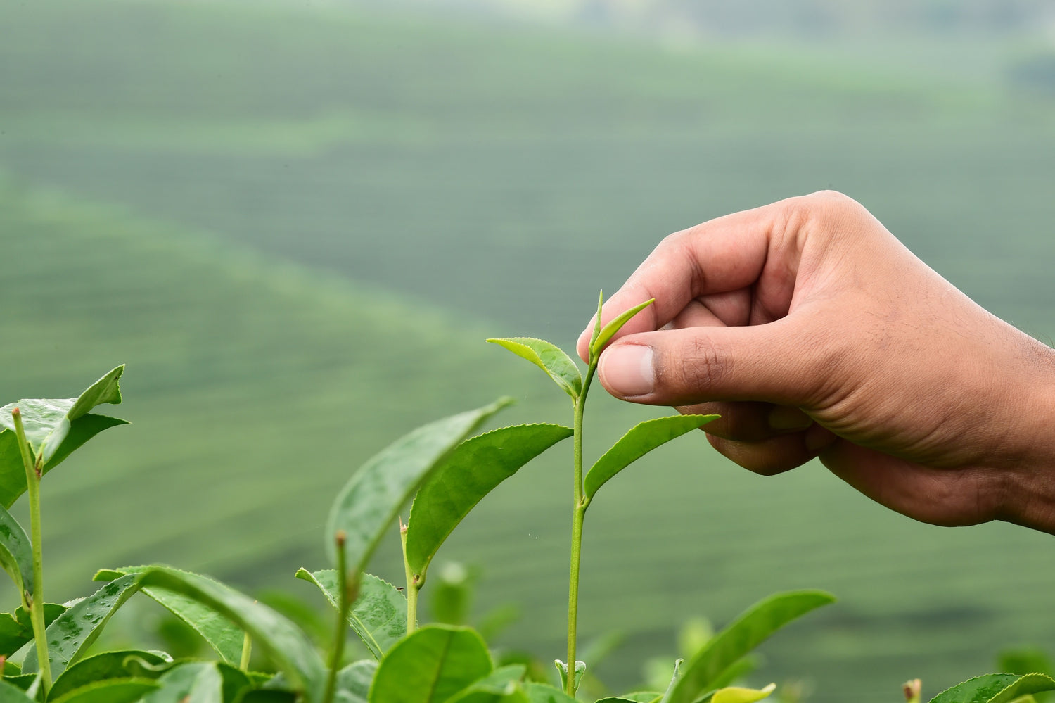 1 bud and 1 leaf being plucked from a tea plant, the signature plucking standard for golden monkey (jin jun mei) tea