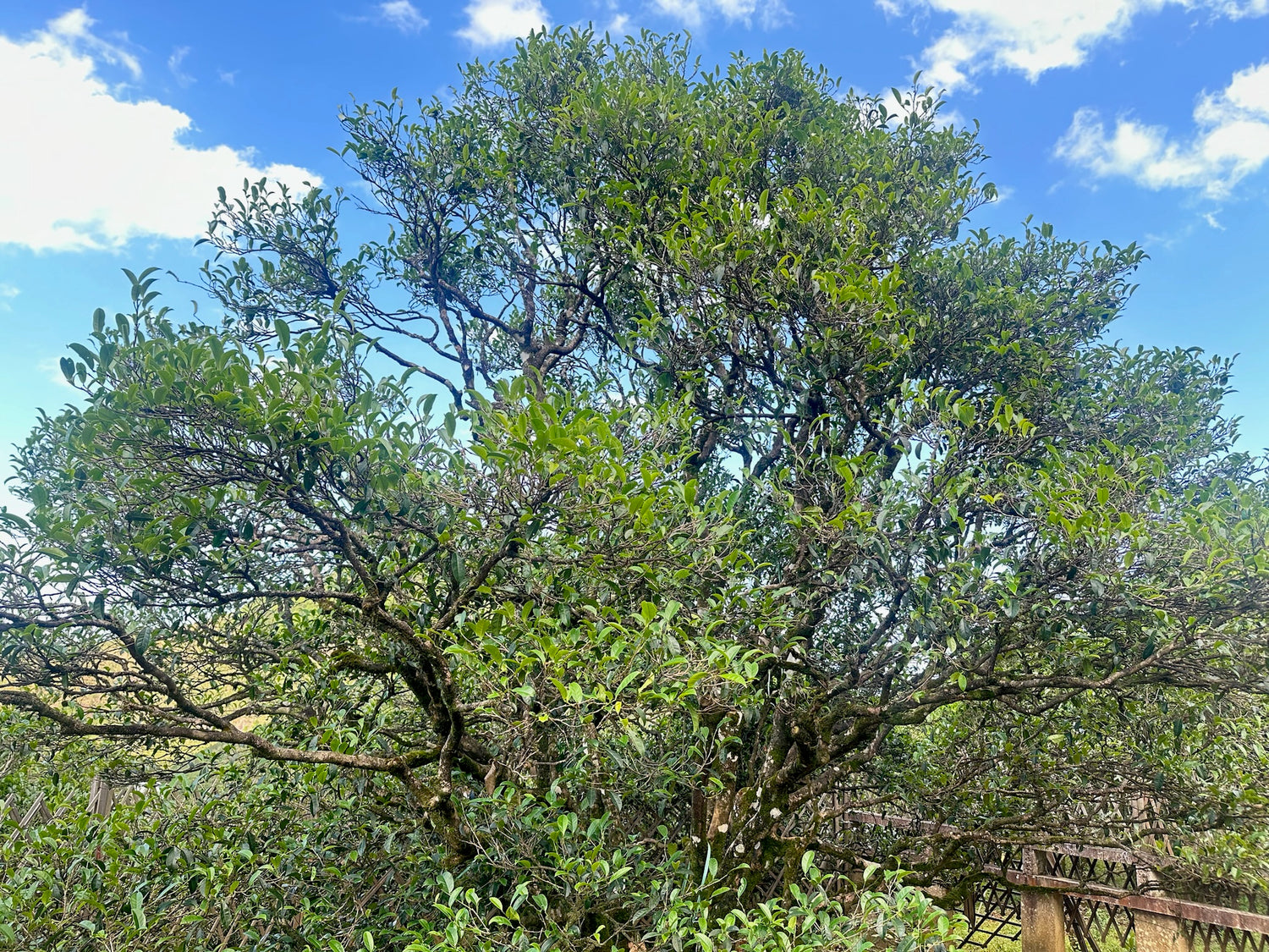 a 600 year-old  honey orchid phoenix (mi lan xiang) tea tree 