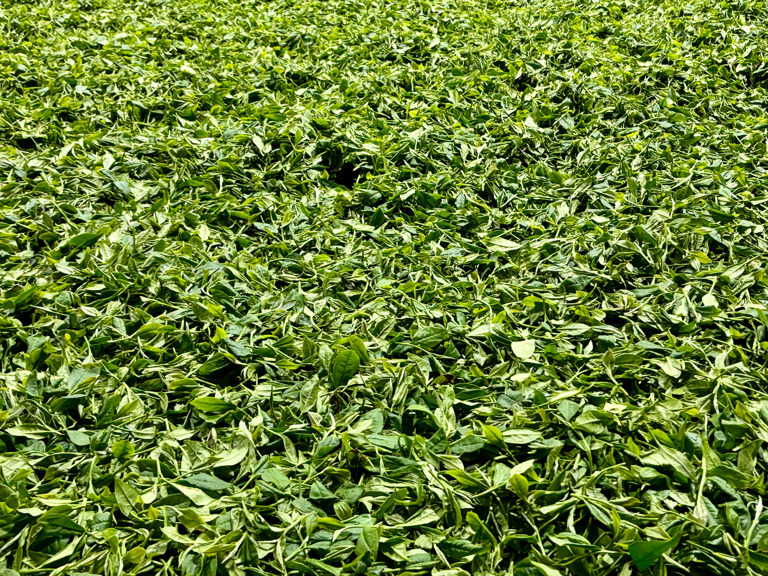 iron goddess (tie guan yin) tea leaves being dried in the sun