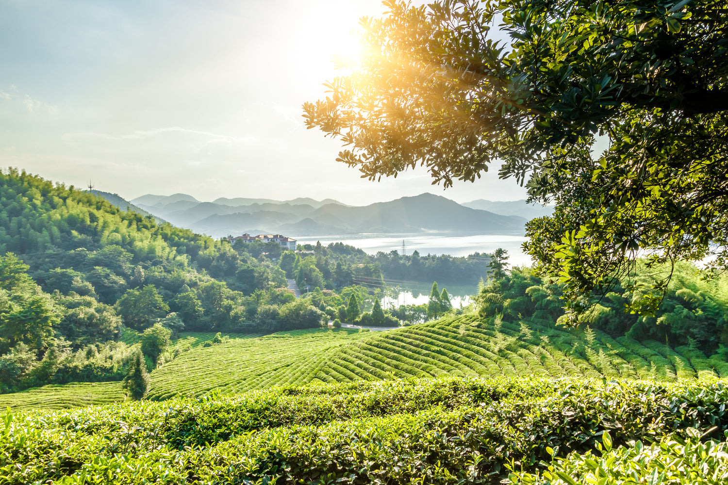 a iron goddess (tie guan yin) tea field from anxi county in Fujian, China. 