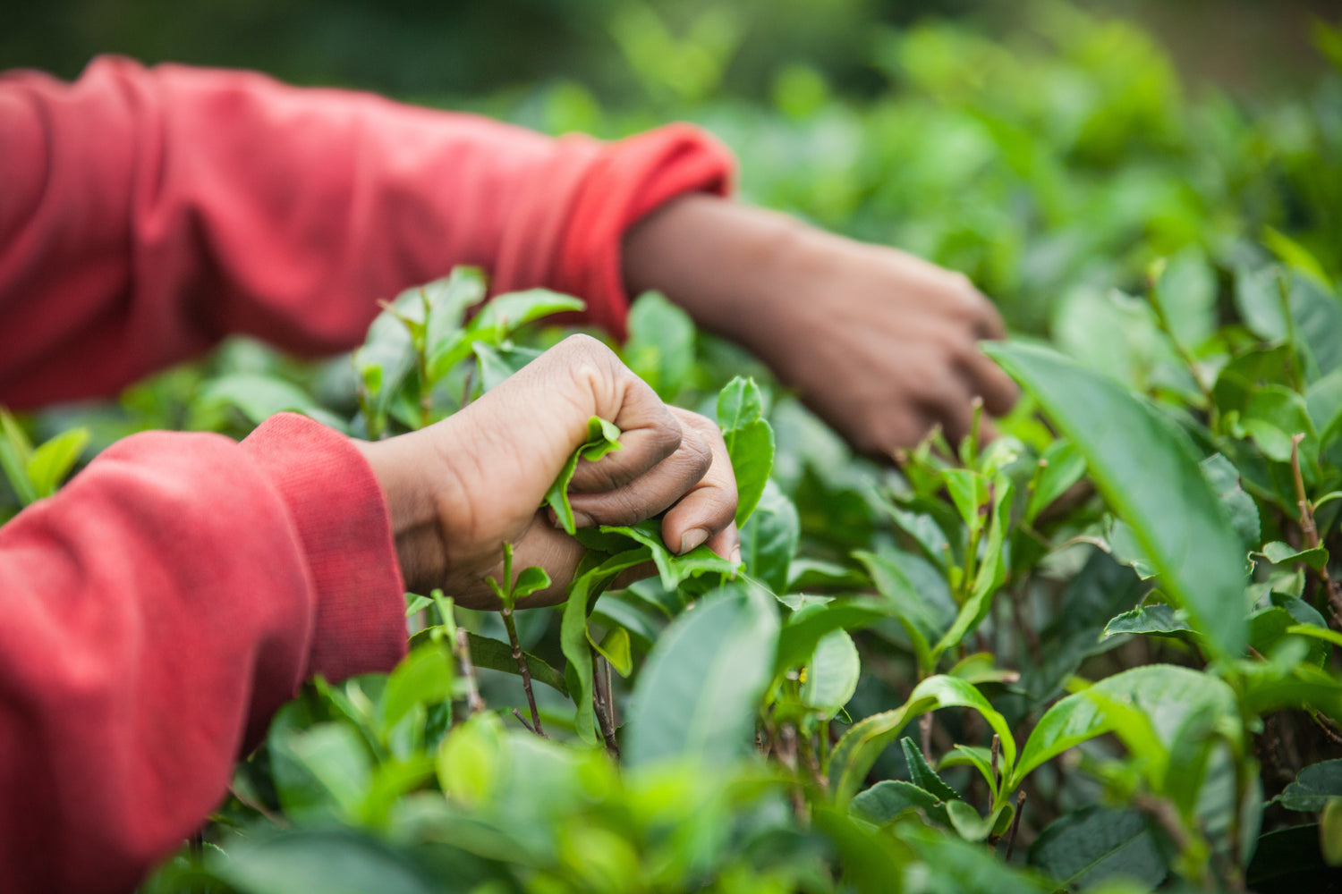 a farmer harvesting the leaves of imperial red rob e (da hong pao) tea. showing his hands only.