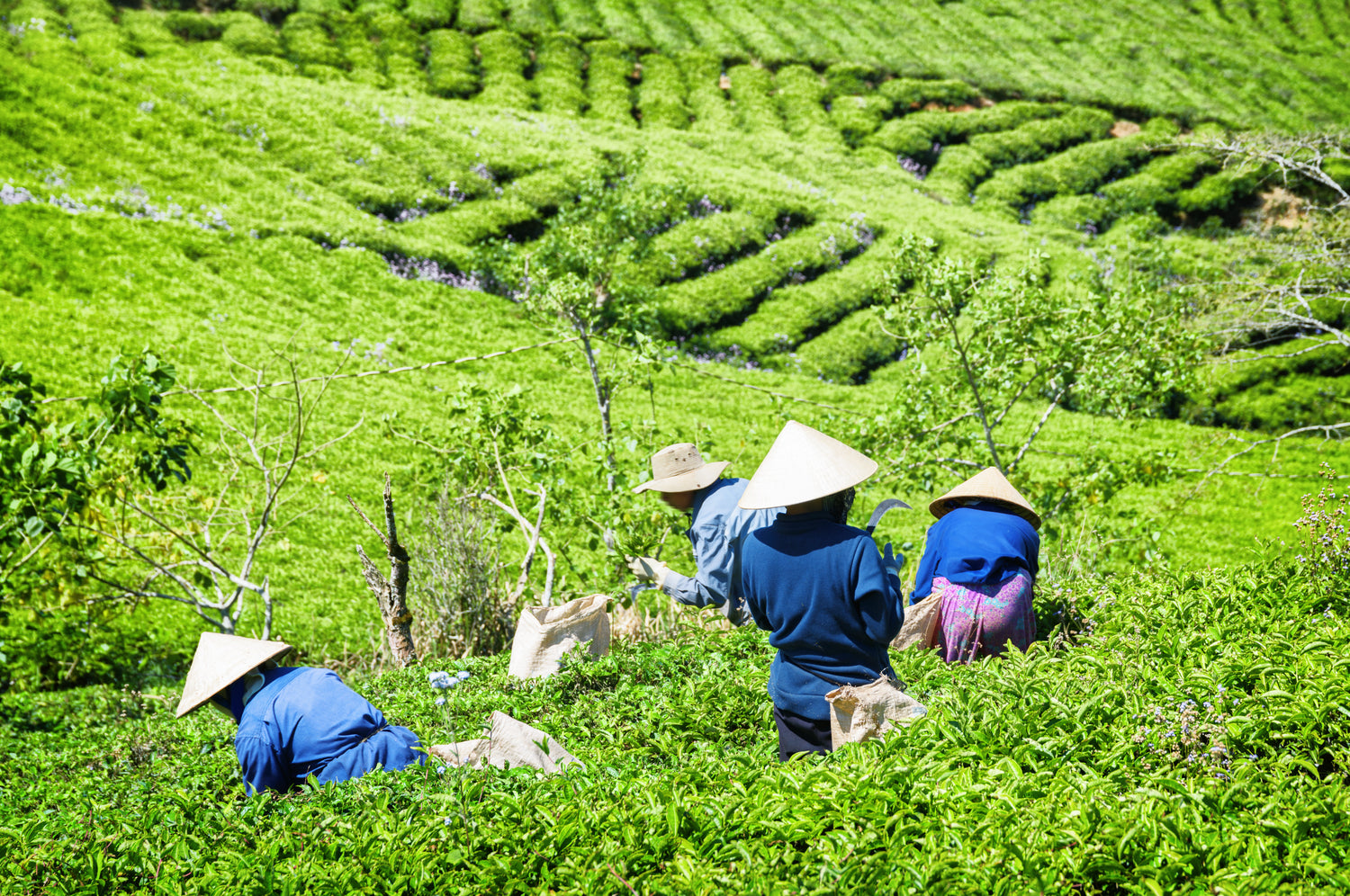 farmers harvesting white peony (bai mu dan) tea in Fujian, China.